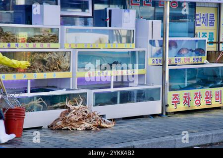 Sokcho, Corea del Sud - 3 novembre 2024: Granchi e frutti di mare vivi sono esposti in vasche d'acqua all'esterno di un ristorante al porto di Daepo, attirando visitatori Foto Stock