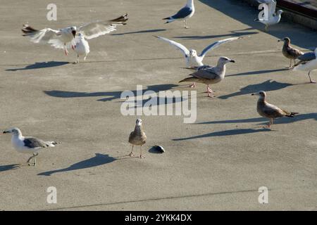 Sokcho, Corea del Sud - 3 novembre 2024: Uno stormo di gabbiani si è riunito sul marciapiede del porto di Daepo, nutrendosi di pesci appena pescati mentre gettano il pesce lungo Foto Stock