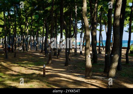 Sokcho, Corea del Sud - 3 novembre 2024: Una tranquilla foresta di pini lungo la spiaggia di Sokcho offre un baldacchino naturale all'ombra, con scorci del Mare Orientale Foto Stock