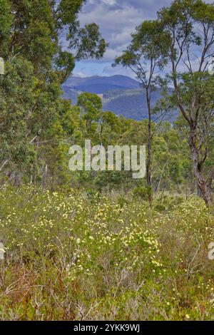 Paesaggio di brughiera e alberi nella foresta della Peter Murrell Conservation Reserve di Kingston, Tasmania Foto Stock