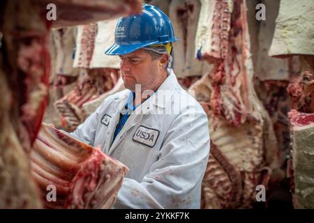Gli ispettori USDA per le carni agricole ispezionano e classificano le carni bovine in un macello e in un impianto di imballaggio. Foto Stock