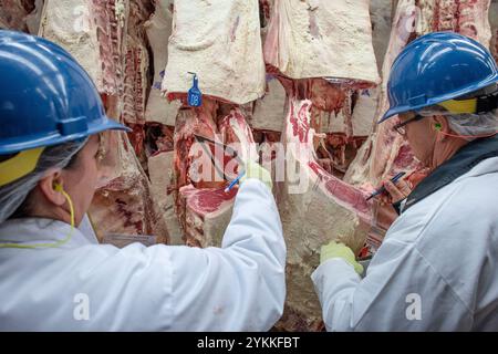 Gli ispettori USDA per le carni agricole ispezionano e classificano le carni bovine in un macello e in un impianto di imballaggio. Foto Stock