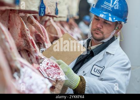 Gli ispettori USDA per le carni agricole ispezionano e classificano le carni bovine in un macello e in un impianto di imballaggio. Foto Stock