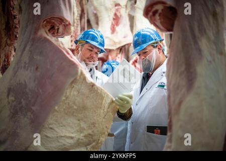 Gli ispettori USDA per le carni agricole ispezionano e classificano le carni bovine in un macello e in un impianto di imballaggio. Foto Stock