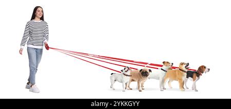 Giovane donna con cinque cani diversi su sfondo bianco. Servizio di passeggio per cani Foto Stock