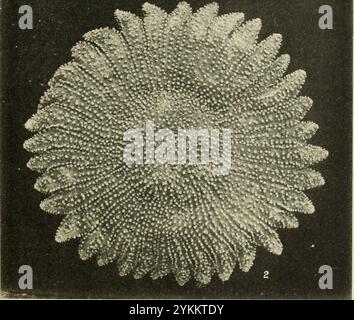 Bollettino INFERIORE del Museo di Zoologia comparata presso l'Harvard College (1863) Foto Stock