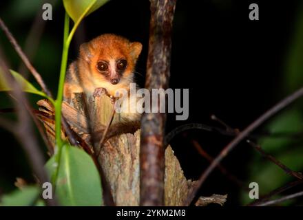 Un topo notturno nella foresta di Adasibe in Madagascar. Foto Stock