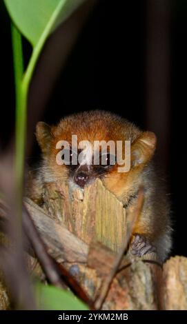 Un topo notturno nella foresta di Adasibe in Madagascar. Foto Stock