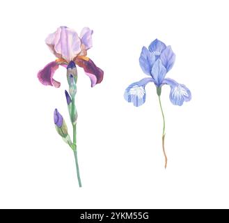 Set di due Iris viola isolati su sfondo bianco. Illustrazione disegnata a mano in acquerello. Foto Stock