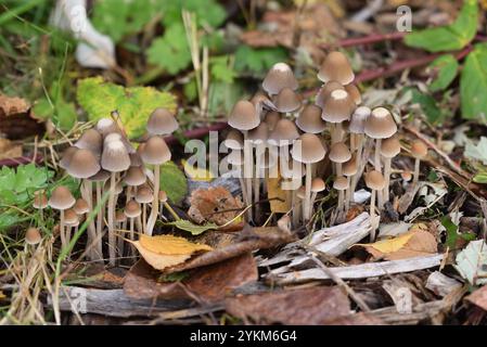 Mycena inclinata. La Mycena inclinata, comunemente nota come cofano raggruppato, è una specie di fungo della famiglia delle Mycenaceae. Foto Stock