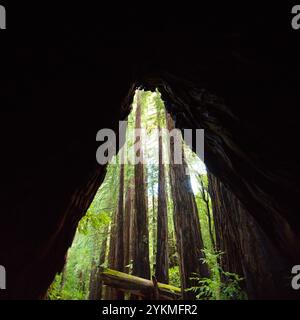 La vista di un'antica foresta di sequoie dall'interno di un grande tronco di sequoie. Un'enorme cavità nel massiccio tronco dell'albero forma una grotta riparatrice lungo la costa del Big Sur della California. Foto Stock