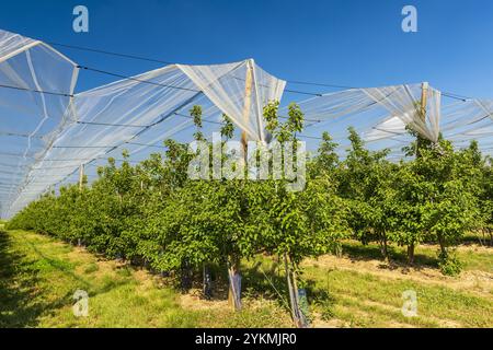 FRANCIA, ALSAZIA, BAS-RHIN (67), SCHOENENENBOURG, APPLE ORCHARD Foto Stock