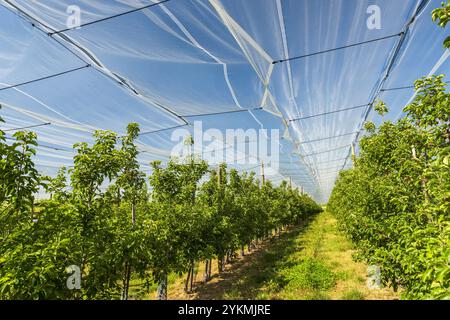 FRANCIA, ALSAZIA, BAS-RHIN (67), SCHOENENENBOURG, APPLE ORCHARD Foto Stock