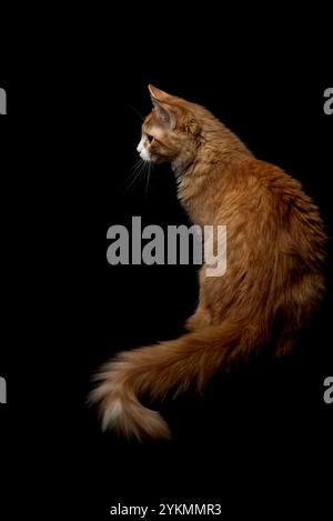 Majestic Ginger Cat si posa graziosamente su uno sfondo Black Studio a sinistra. Credito: Erik Morgan Foto Stock