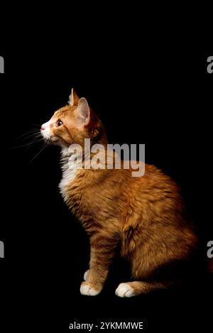 La vista laterale Majestic Ginger Cat si posa graziosamente su uno sfondo Black Studio rivolto a sinistra. Credito: Erik Morgan Foto Stock