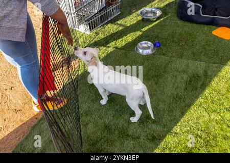 adozione di cani, giorno al rifugio per animali, cucciolo salvato accarezzato da una donna afroamericana, recinzione aperta all'aperto Foto Stock