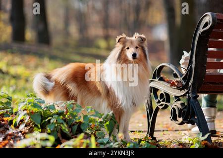 Adorabile cane bianco-rosso ruvido Collie in una passeggiata nel parco con foglie d'acero gialle cadute in autunno Foto Stock