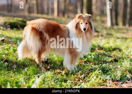 Adorabile cane bianco-rosso ruvido Collie in una passeggiata nel parco con foglie d'acero gialle cadute in autunno Foto Stock