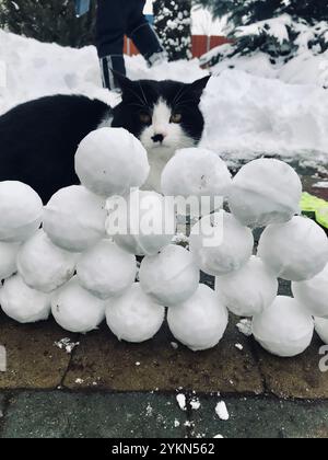 Un gatto bianco e nero si trova curiosamente dietro una pila ordinata di palle di neve durante una giornata invernale. La scena giocosa cattura la bellezza tranquilla e. Foto Stock