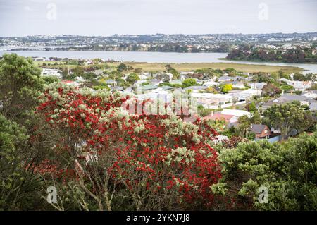 Case residenziali con alberi di Pohutukawa in fiore in primo piano. Devonport. Auckland. Foto Stock