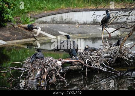 Un gruppo di cormorani appollaiati su rami sopra uno stagno, asciugando le ali. L'ambiente naturale mette in risalto il loro aspetto elegante e selvaggio e il senso di libertà Foto Stock