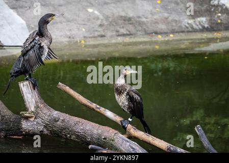 Un gruppo di cormorani appollaiati su rami sopra uno stagno, asciugando le ali. L'ambiente naturale mette in risalto il loro aspetto elegante e selvaggio e il senso di libertà Foto Stock