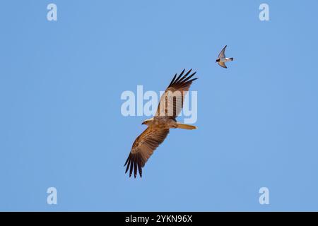 Aquilone fischiante (Haliastur sphenurus) viene mobbato da un Woodswallow dal petto bianco (Artamus leucorynchus), Dig Tree Reserve, vicino a Innamincka, South Aus Foto Stock