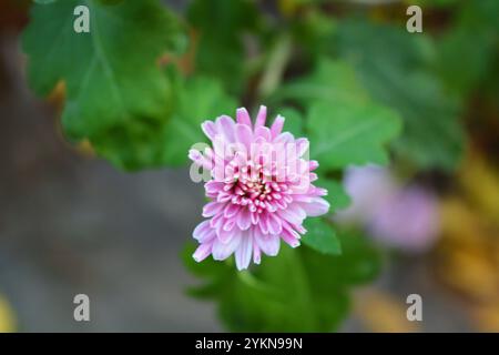 Natura luminosa, bella, piante da strada, design paesaggistico. Fiori di crisantemo bianchi, viola e viola che crescono lungo la recinzione della strada. Foto Stock