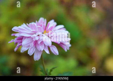 Natura luminosa, bella, piante da strada, design paesaggistico. Fiori di crisantemo bianchi, viola e viola che crescono lungo la recinzione della strada. Foto Stock