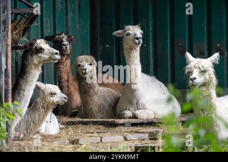 Gruppo di divertenti alpaca che riposano seduti nello zoo. Alpaca nello zoo. Ritratto di un alpaca nello zoo. Foto Stock