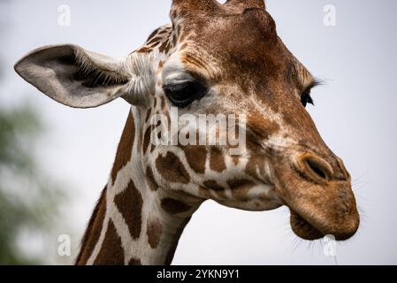 Primo piano di una giraffa in un habitat naturale, con il suo caratteristico collo lungo, le macchie marroni ed espressione serena. Ritratto di una giraffa standi Foto Stock