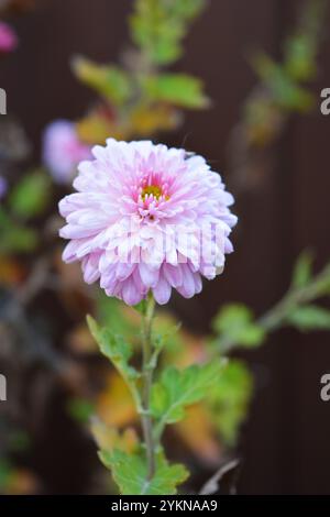 Natura luminosa, bella, piante da strada, design paesaggistico. Fiori di crisantemo bianchi, viola e viola che crescono lungo la recinzione della strada. Foto Stock