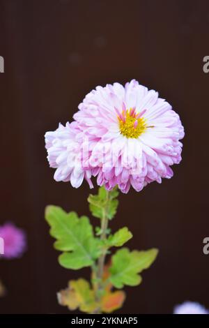 Natura luminosa, bella, piante da strada, design paesaggistico. Fiori di crisantemo bianchi, viola e viola che crescono lungo la recinzione della strada. Foto Stock