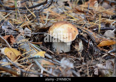 Concetto di raccolta di funghi porcini. Funghi porcini a terra ricoperti di foglie autunnali cadute in un bosco. Foto Stock