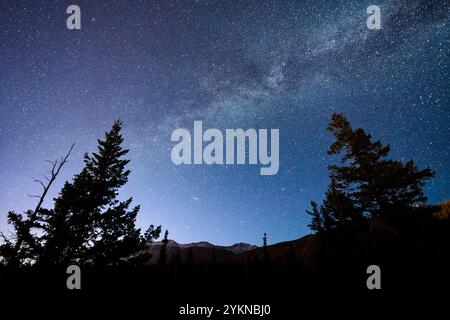 Galassia della via Lattea, alberi di pino sagomati sotto un cielo stellato e limpido. Foto vere. Foto Stock