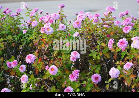 Natura luminosa, bella, piante da strada, design paesaggistico. Fiori di crisantemo bianchi, viola e viola che crescono lungo la recinzione della strada. Foto Stock