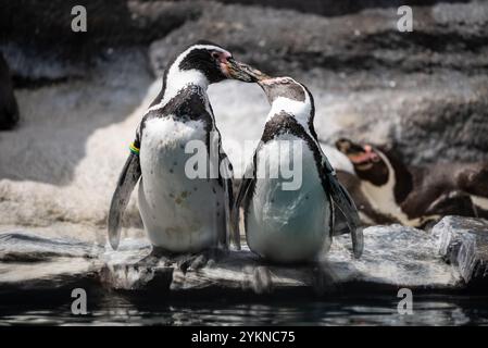 Divertente piccolo pinguino. Gruppo di pinguini in piedi insieme sulla superficie rocciosa. Pinguino NELLO ZOO. Foto Stock