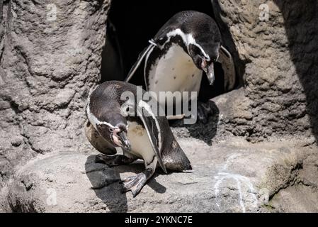 Divertente piccolo pinguino. Gruppo di pinguini in piedi insieme sulla superficie rocciosa. Pinguino NELLO ZOO. Foto Stock