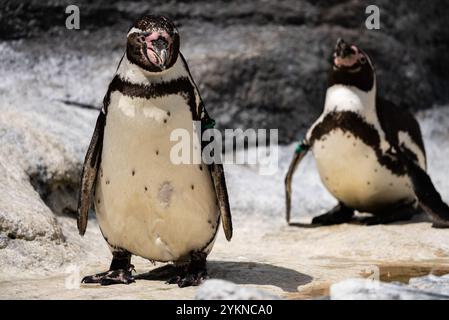 Divertente piccolo pinguino. Gruppo di pinguini in piedi insieme sulla superficie rocciosa. Pinguino NELLO ZOO. Foto Stock