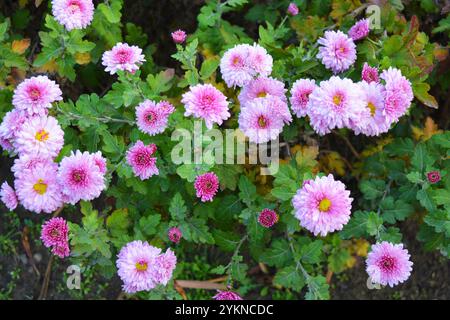 Natura luminosa, bella, piante da strada, design paesaggistico. Fiori di crisantemo bianchi, viola e viola che crescono lungo la recinzione della strada. Foto Stock