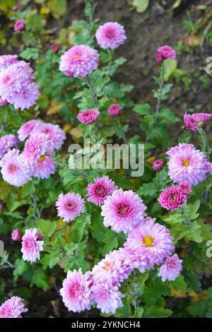 Natura luminosa, bella, piante da strada, design paesaggistico. Fiori di crisantemo bianchi, viola e viola che crescono lungo la recinzione della strada. Foto Stock