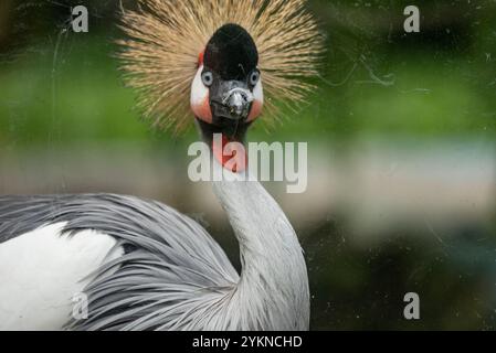 Ritratto di una gru coronata che cammina con grazia nel recinto dello zoo. Ritratto di una gru coronata iin zoo. Foto Stock