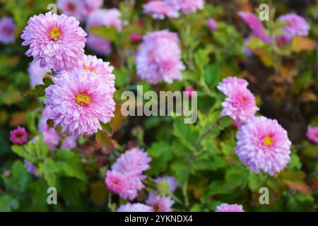Natura luminosa, bella, piante da strada, design paesaggistico. Fiori di crisantemo bianchi, viola e viola che crescono lungo la recinzione della strada. Foto Stock