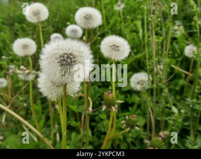 palle di dandelion o teste di semi d'argento nei prati in primavera. Orologi con dente di leone nel prato Foto Stock