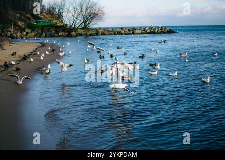 gabbiani e piccioni in riva al mare in inverno Foto Stock