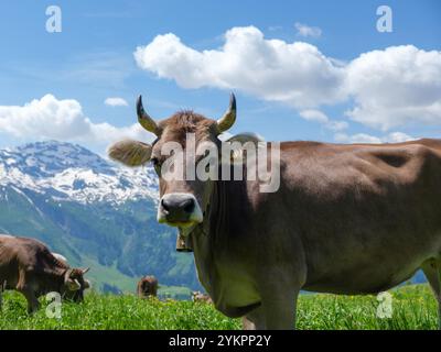 Mucche che pascolano nelle Alpi svizzere vicino a Engelberg Foto Stock