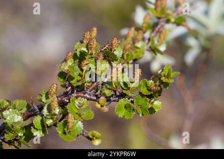 Zwerg-Birke, Zwergbirke, Polar-Birke, Polarbirke, Birke, Betula nana, betulla nana, nana-betulla, le Bouleau nain Foto Stock