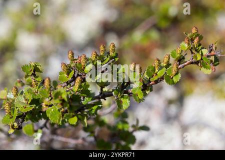 Zwerg-Birke, Zwergbirke, Polar-Birke, Polarbirke, Birke, Betula nana, betulla nana, nana-betulla, le Bouleau nain Foto Stock