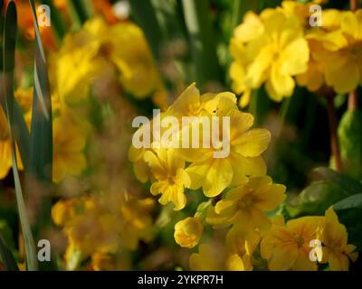 fiori gialli di primula polyantha o vera pianta da orto di buoi in primavera. primrose ibride elatior in fiore Foto Stock