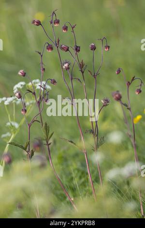 Bach-Nelkenwurz, Bachnelkenwurz, Nelkenwurz, Geum rivale, radice di cioccolato indiana, Avens, Water Avens, viola, la benoîte des ruisseaux, l Foto Stock